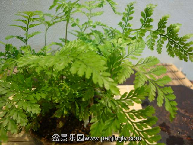 DSC09442.JPG