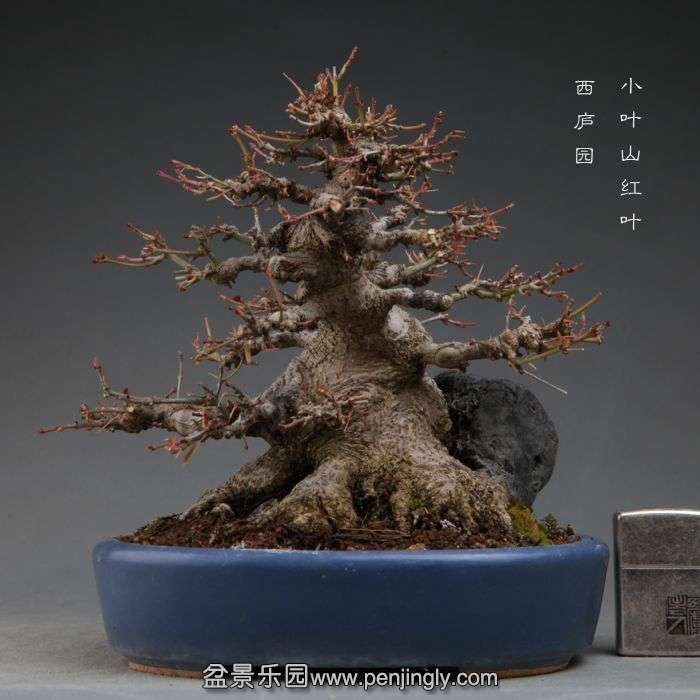 bonsai14111114.jpg