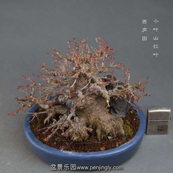 bonsai14111115.jpg