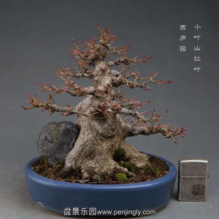 bonsai14111116.jpg