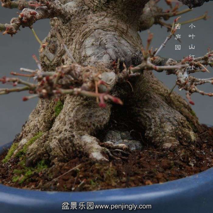 bonsai14111117.jpg