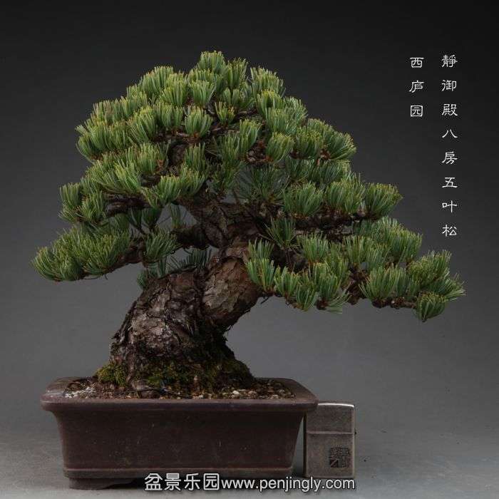 bonsai14111118.jpg