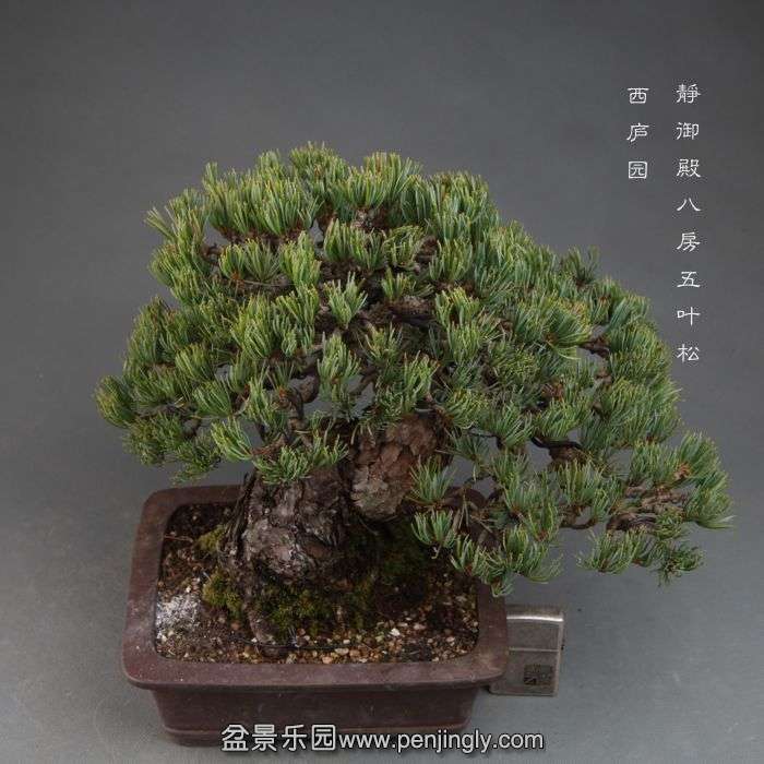 bonsai14111119.jpg