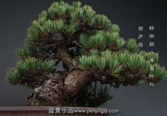 bonsai14111121.jpg