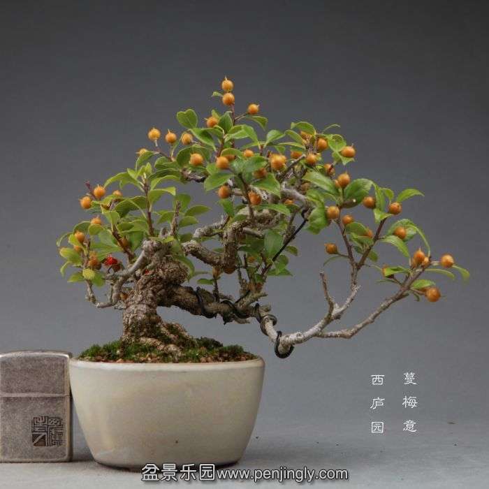 bonsai14111104.jpg
