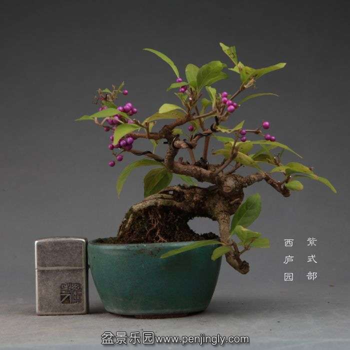 bonsai14111111.jpg