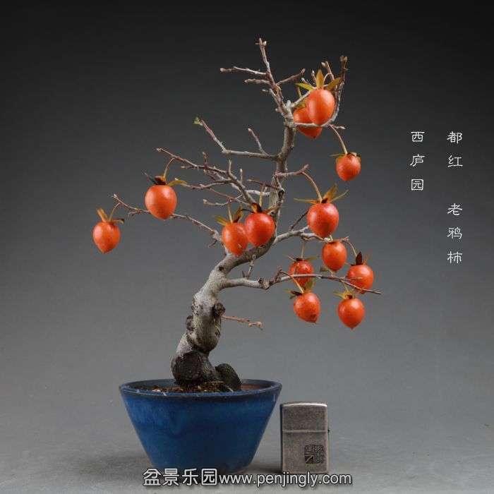 bonsai14110717.jpg