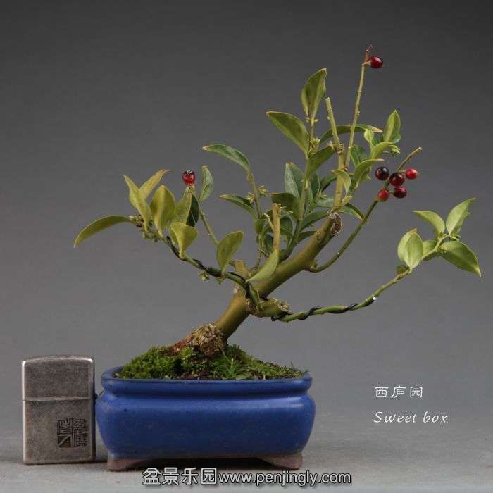 bonsai14110725.jpg
