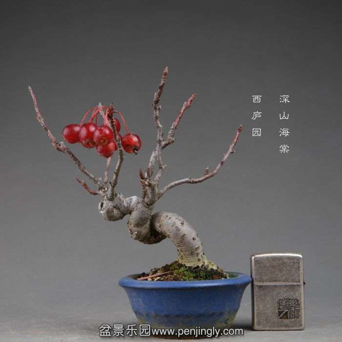 bonsai141112B13.jpg