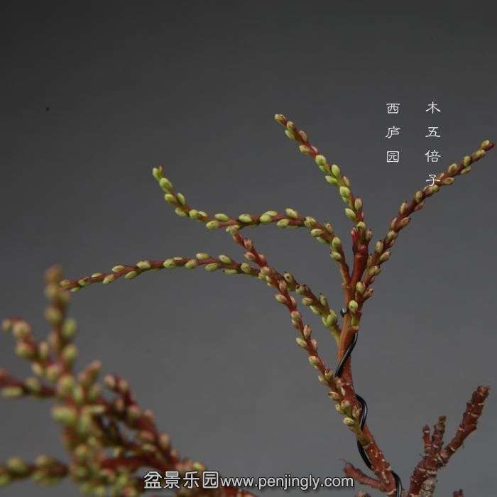 bonsai14111302.jpg
