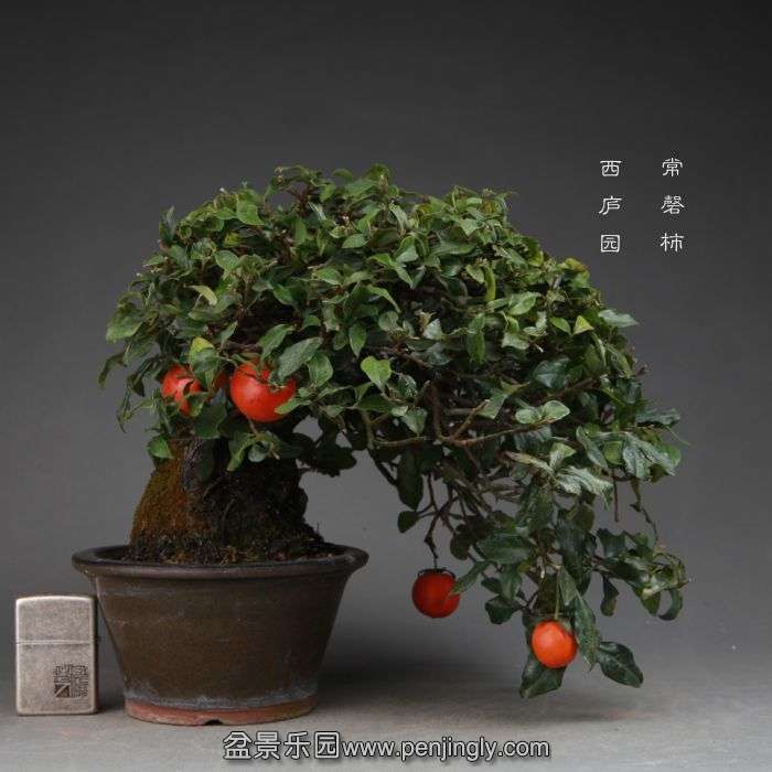 bonsai14111307.jpg