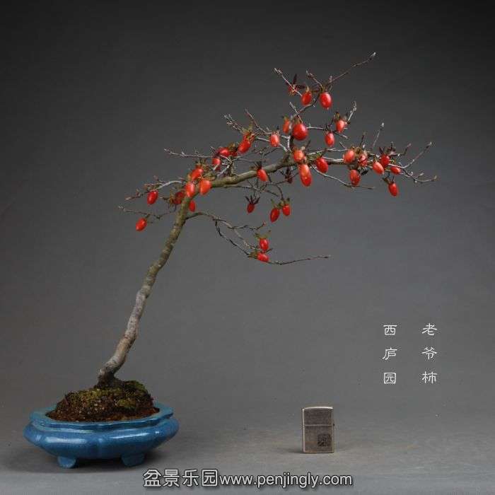 bonsai14111308.jpg