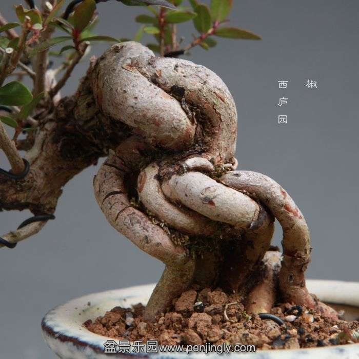 bonsai14111318.jpg