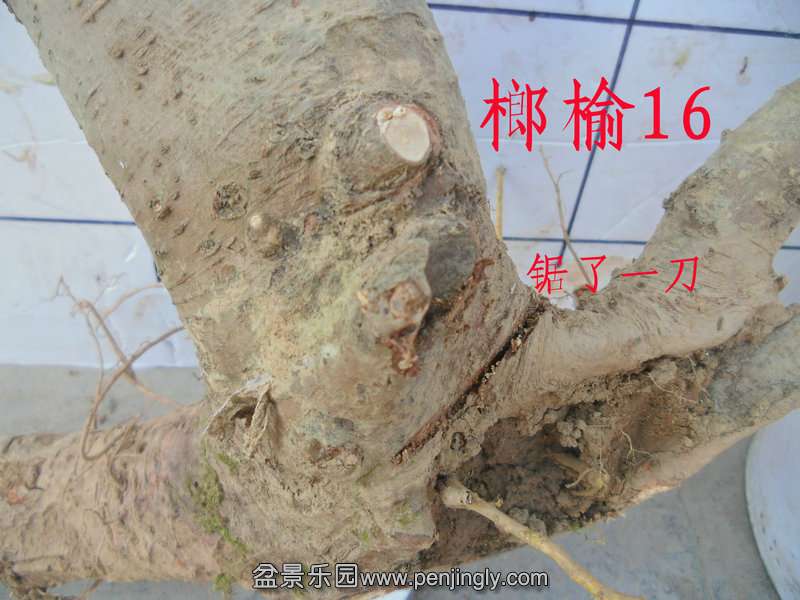 CIMG2817.JPG