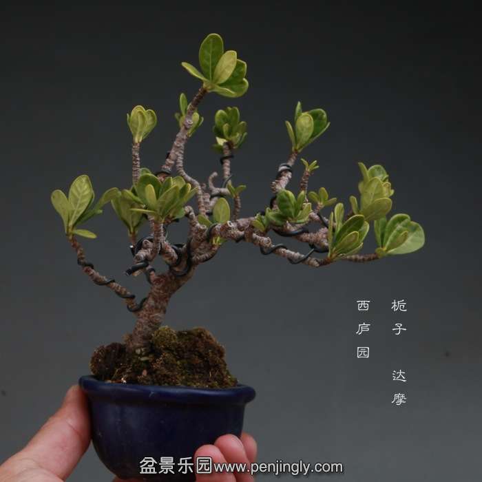 bonsai14111503.jpg