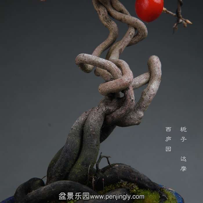 bonsai14111507.jpg