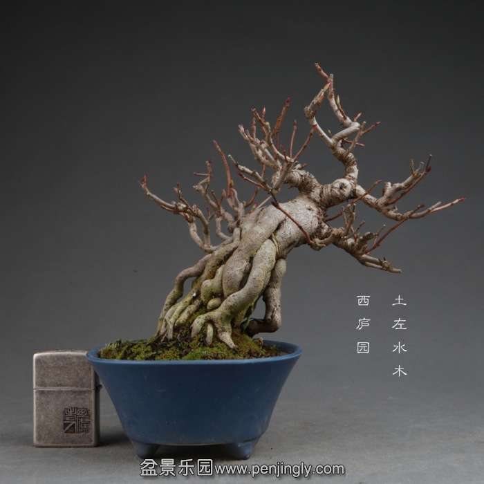 bonsai14111517.jpg