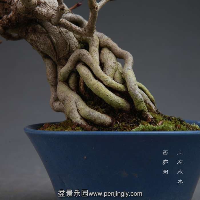 bonsai14111519.jpg