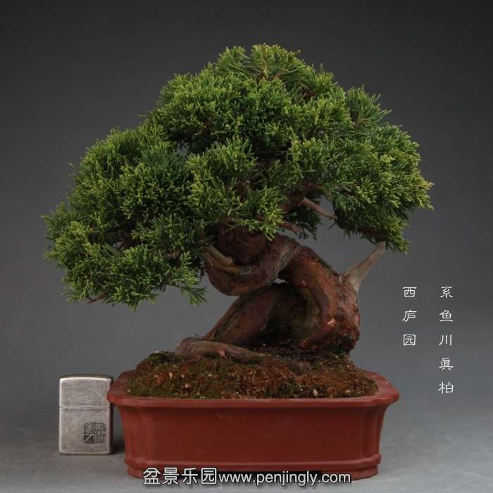 bonsai14111520.jpg