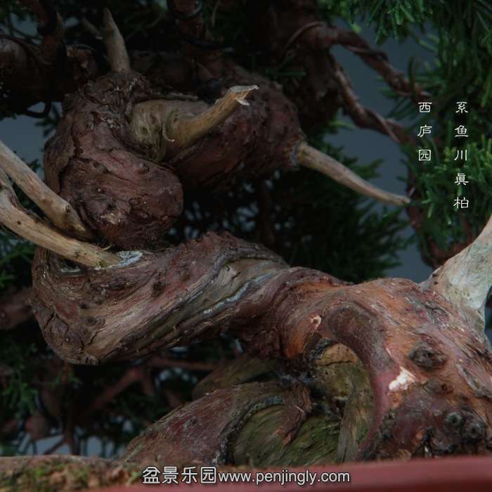 bonsai14111522.jpg