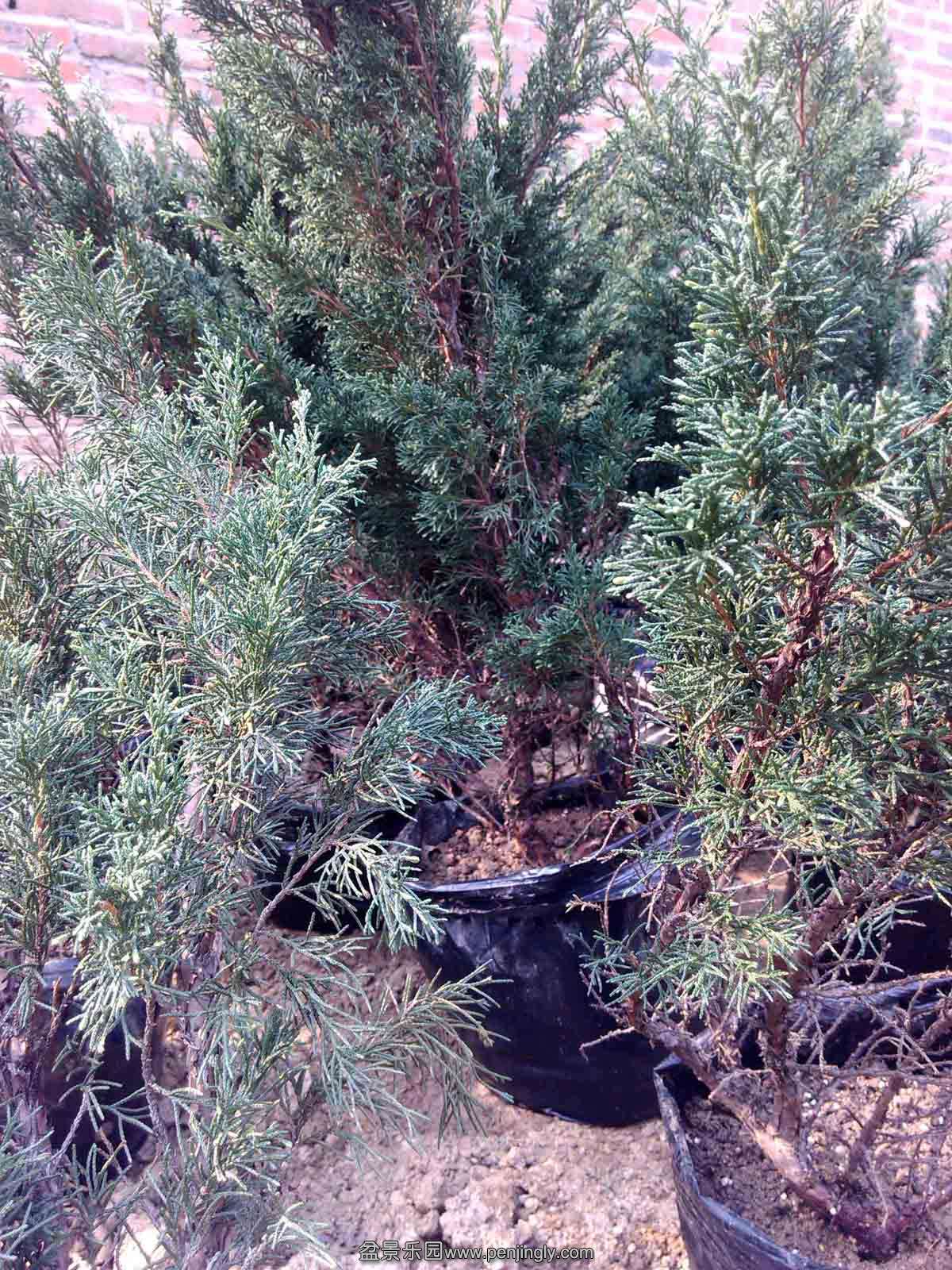 ZB-010.jpg