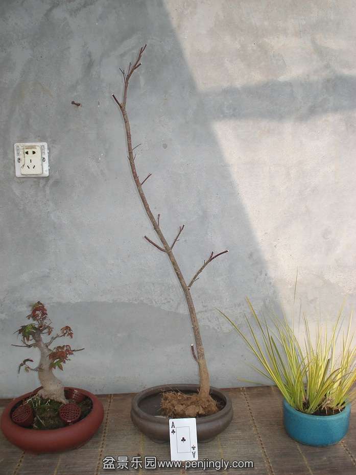 DSC00787.JPG