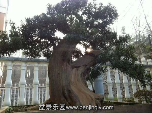 ��1��2ֱ51����