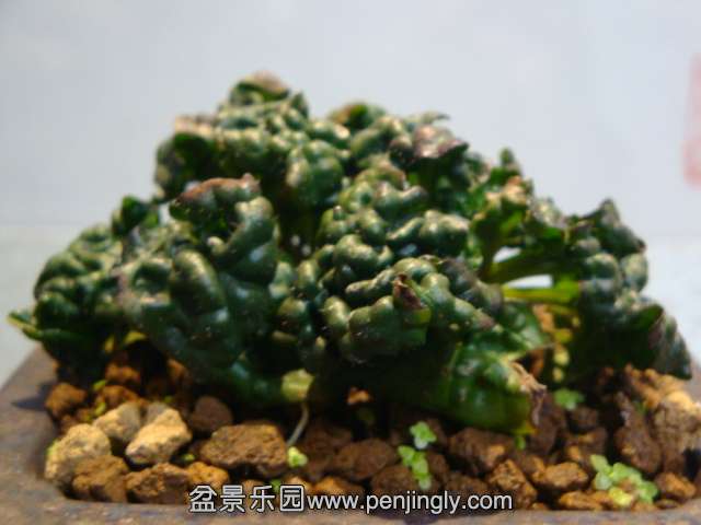 DSC09530.JPG