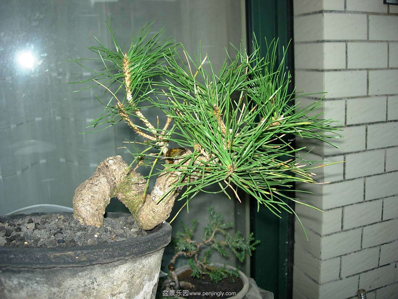 DSCN0063_conew1.jpg