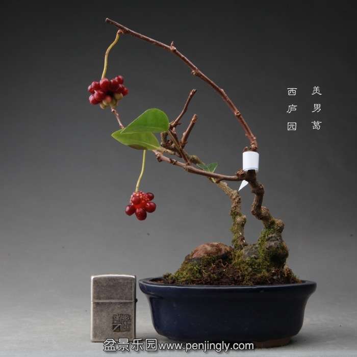 bonsai14111903.jpg
