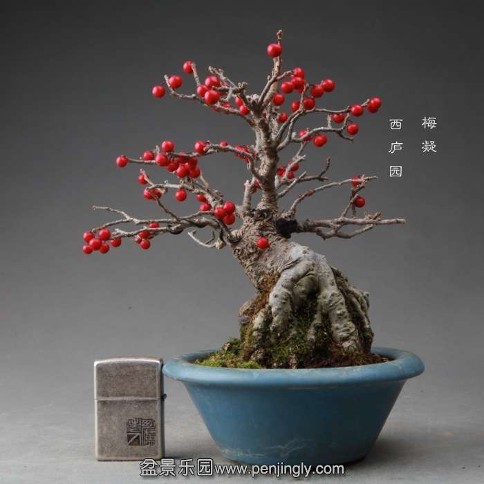 bonsai14111904.jpg