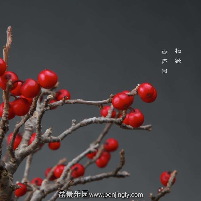 bonsai14111906.jpg