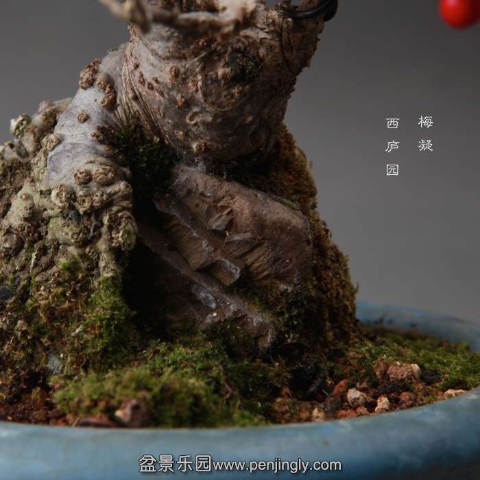 bonsai14111907.jpg