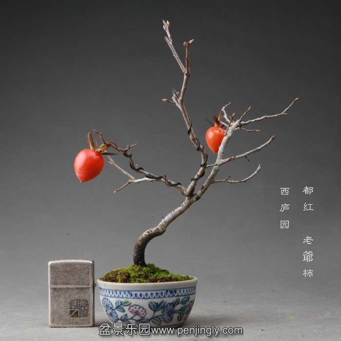 bonsai14111909.jpg