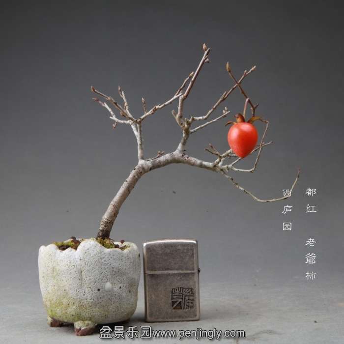 bonsai14111911.jpg