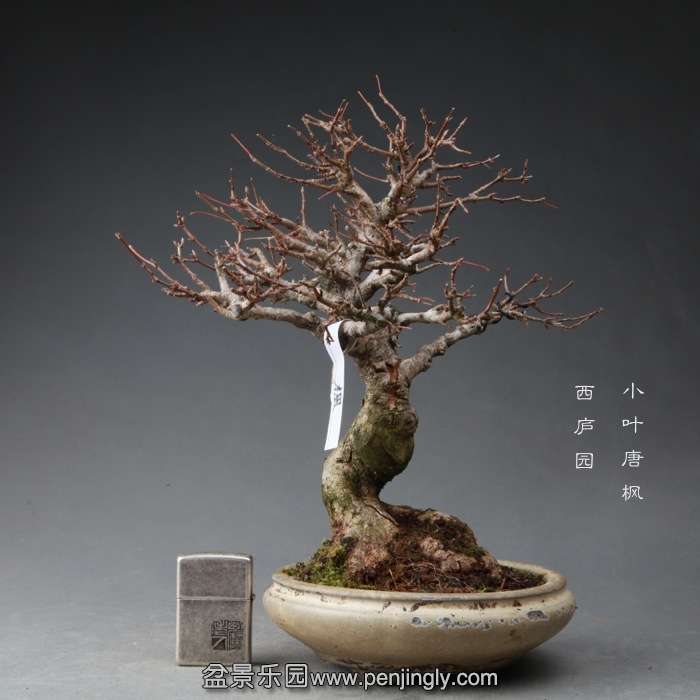 bonsai14111914.jpg