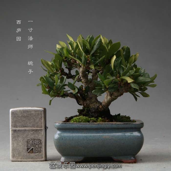 bonsai14111918.jpg