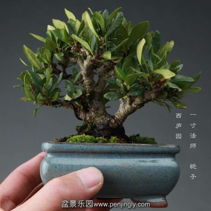 bonsai14111920.jpg
