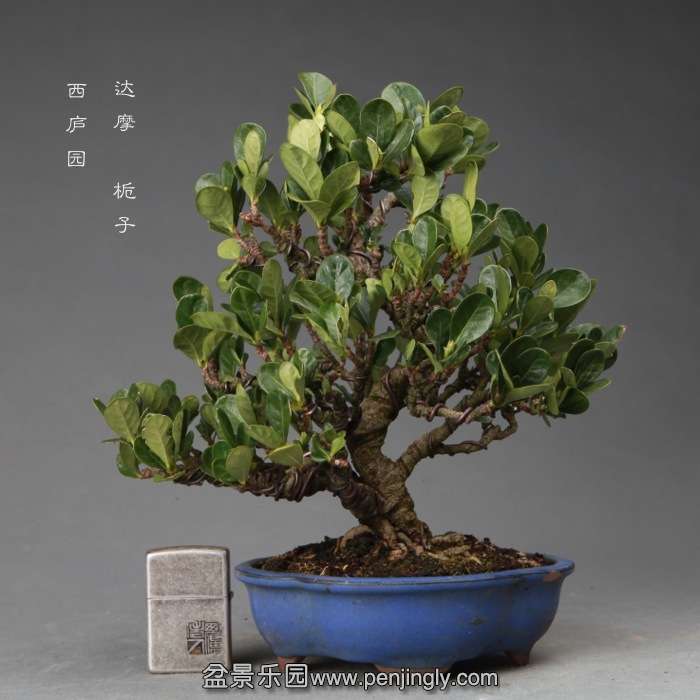 bonsai14111921.jpg