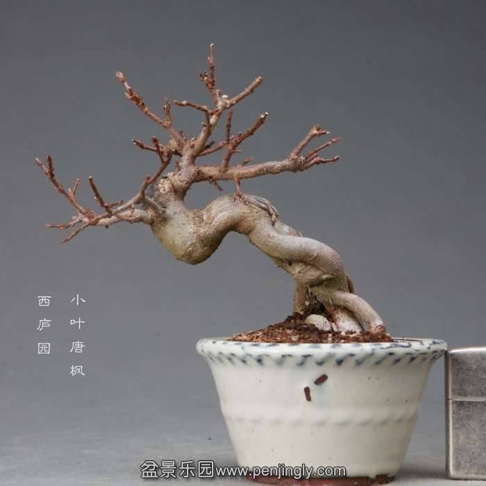 bonsai14111924.jpg