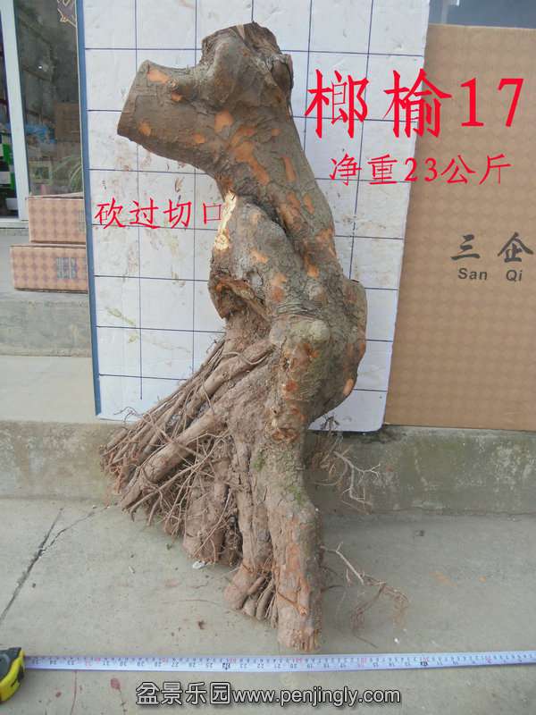 CIMG2820.JPG