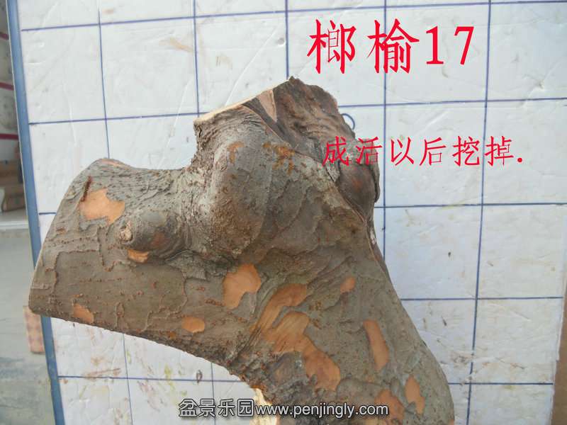 CIMG2824.JPG