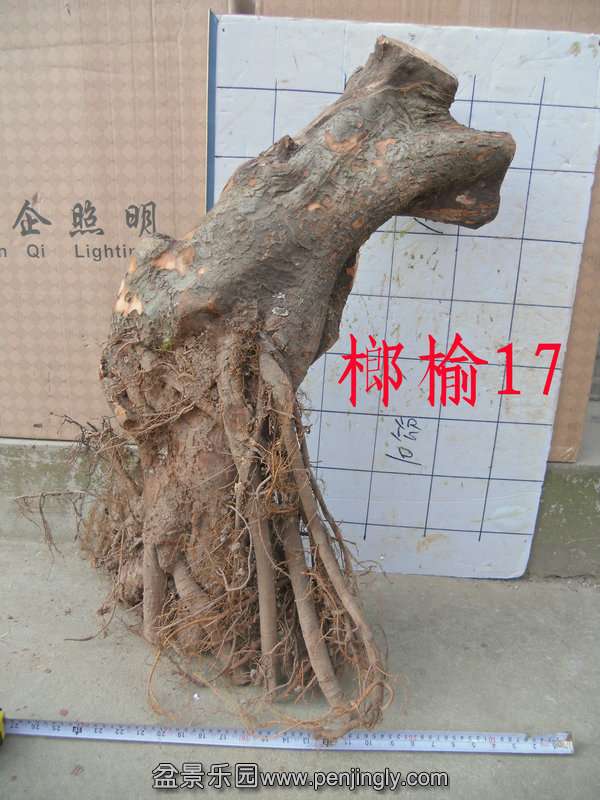 CIMG2825.JPG