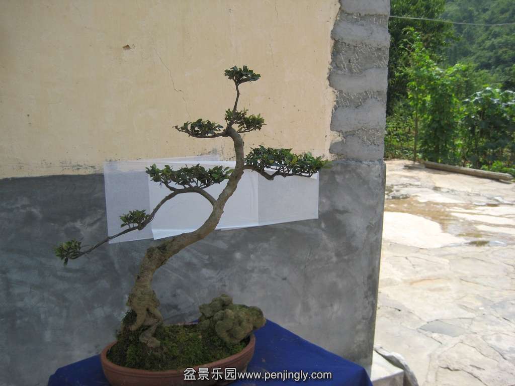 ��ǰ��ģ��2