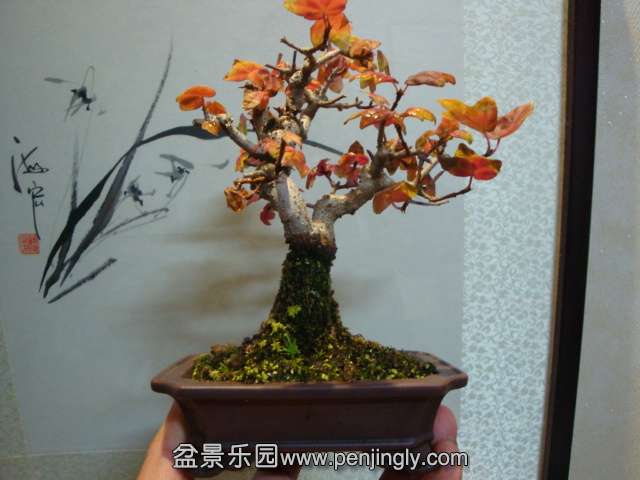 DSC09540.JPG