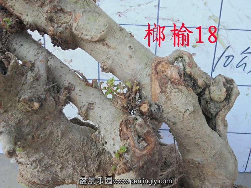 CIMG2837.JPG