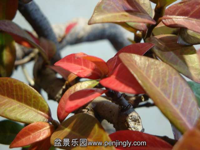 DSC09546.JPG