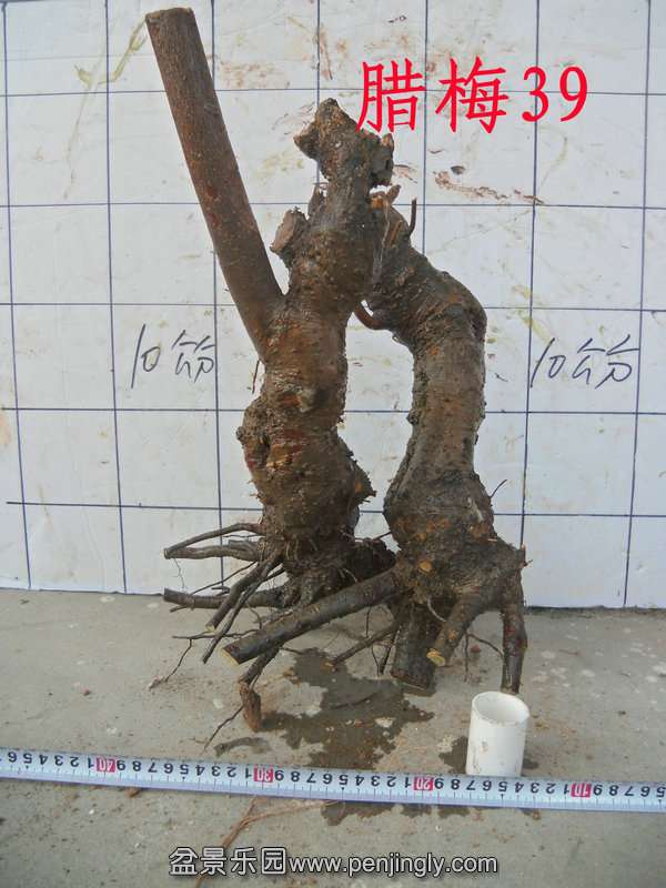 CIMG2848.JPG