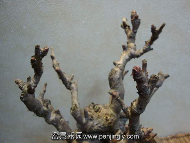 DSC09520.JPG