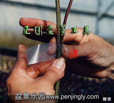 Բ辰-ձ޽Ĥ-ʯĤ-Ŵ׽